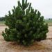 PINUS NIGRA OREGON GREEN extra big 9350 122 bdd5aff8