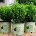 buxus newgen freedom 474 3 bda86111