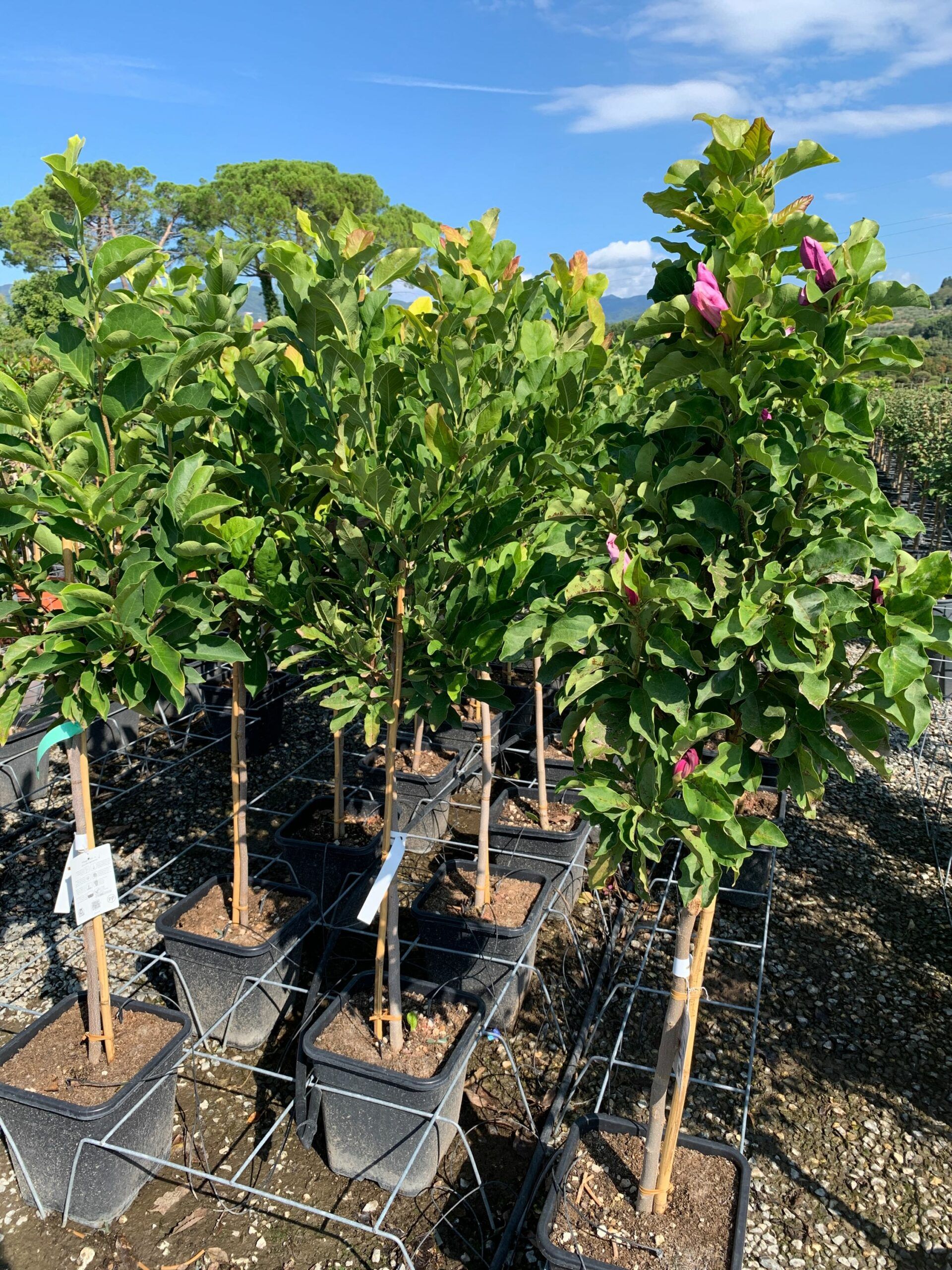 1662108212 scaled be684b1e