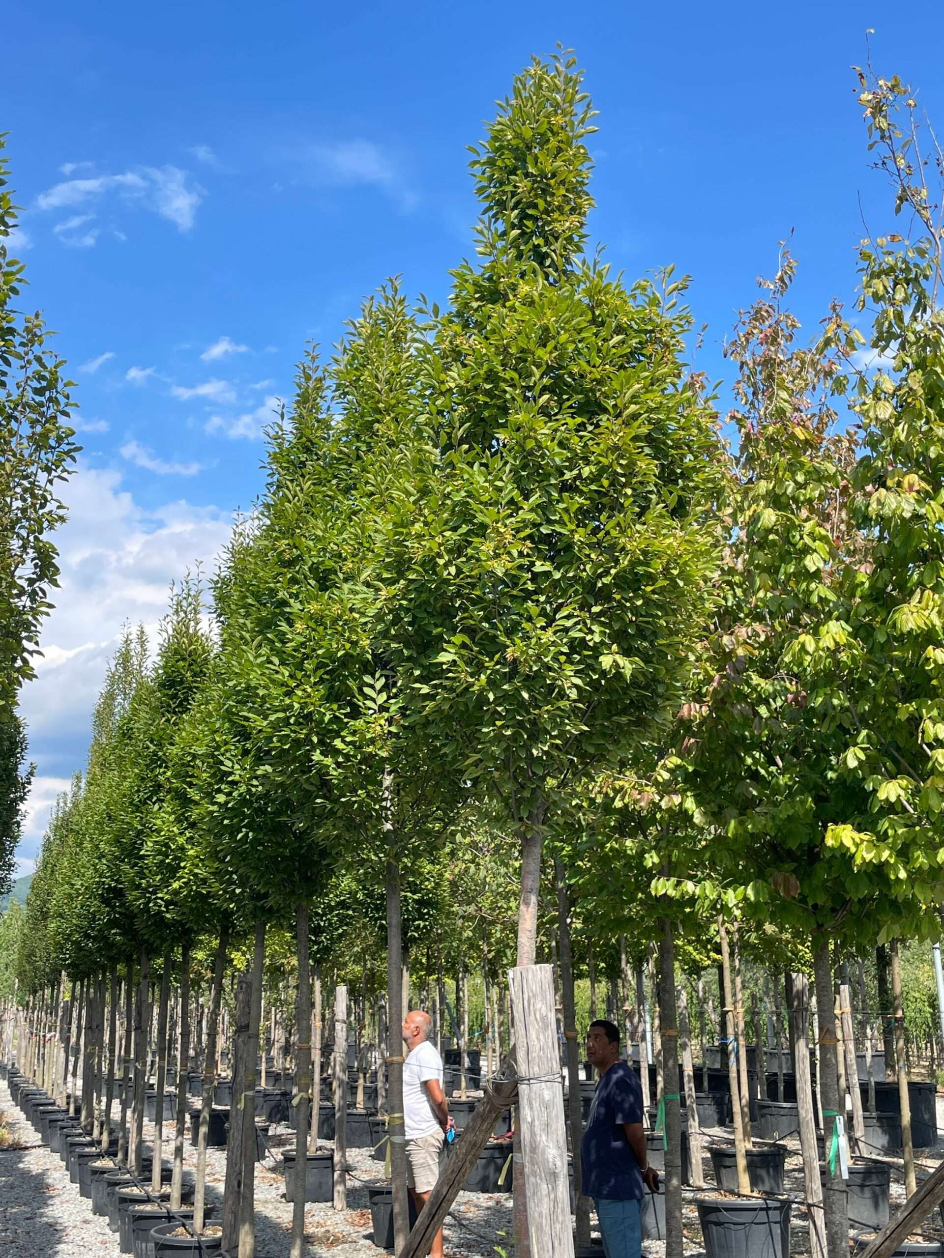 1662123417 scaled be26f4ab