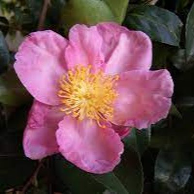 CAMELLIA sasanqua 'Plantation Pink'