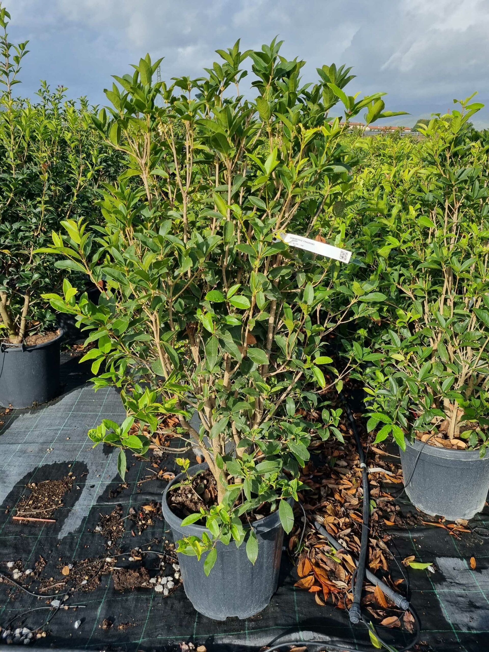 1664437053 scaled bf0c7ab3