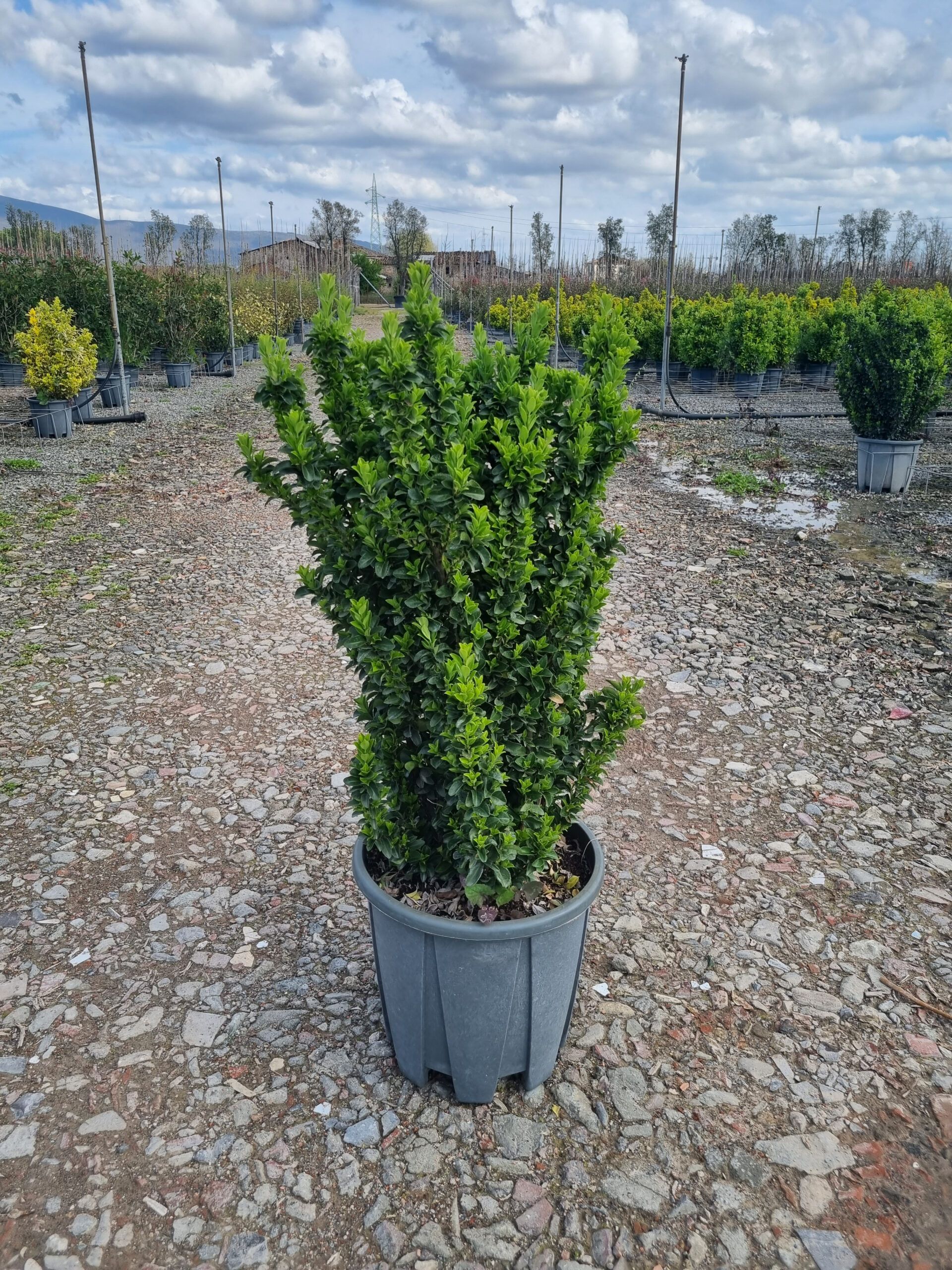 1680275686 Euonymus Benkomasaki clt18 080 100 scaled bf2d75af