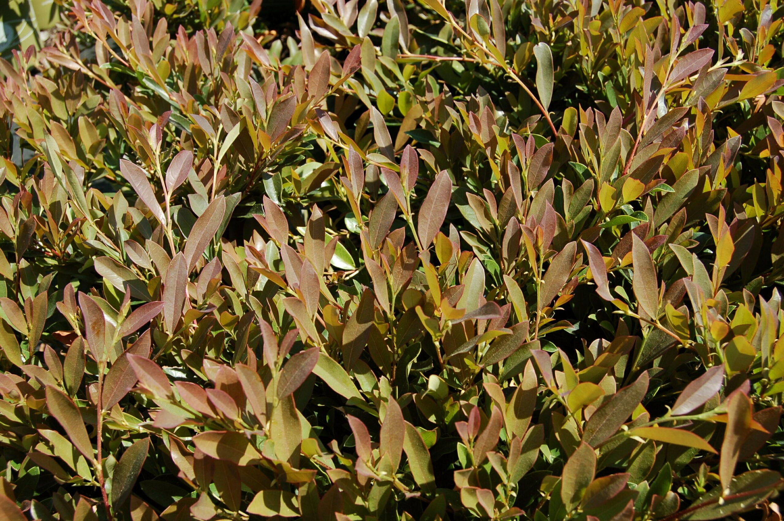 Distylium Blue Cascade 2 scaled bf94e18b