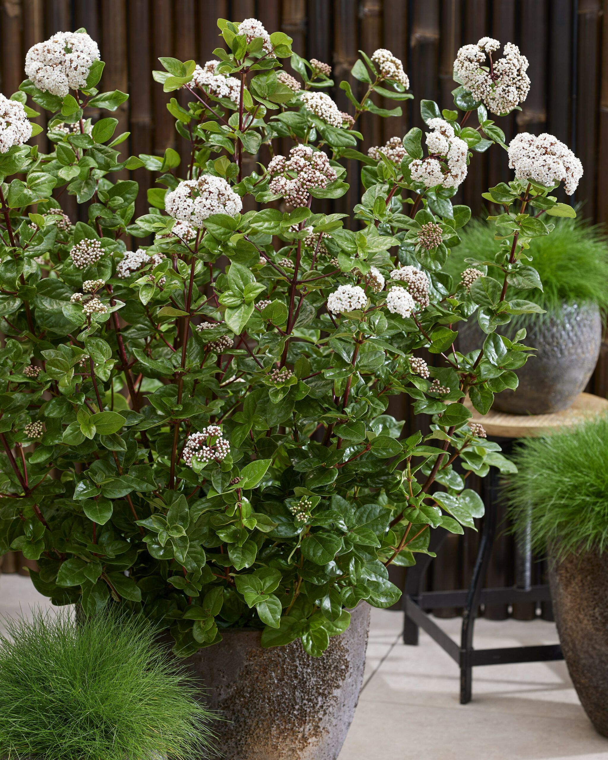 Viburnum Rock n Rolla 19 scaled bfad9dda