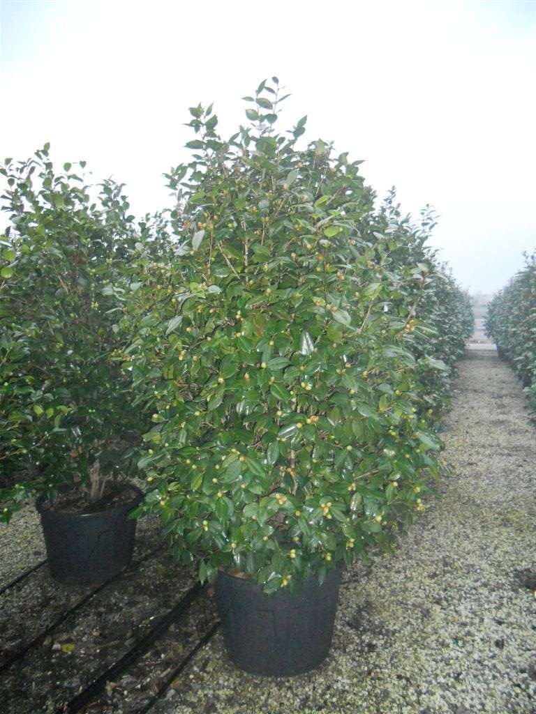 1612438932 Camellia Japonica 175 200 c04e59cb