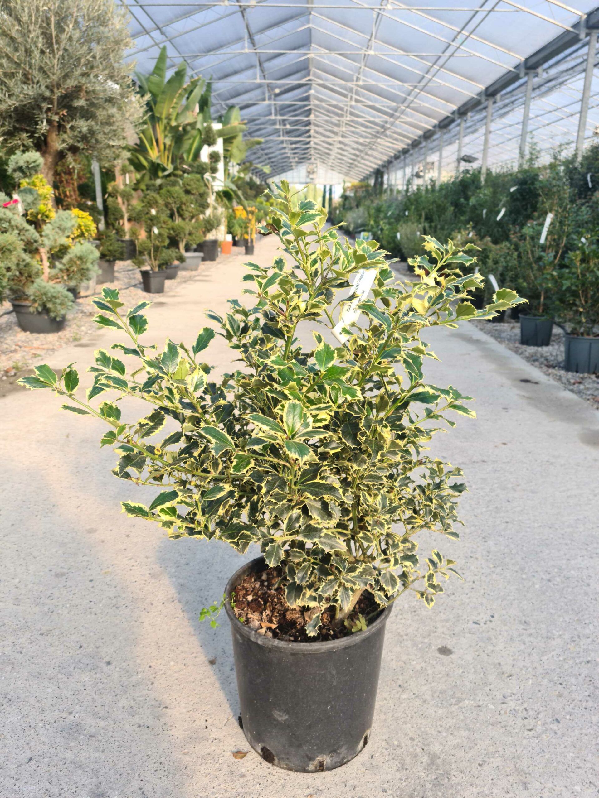 1639476424 scaled c025e77b