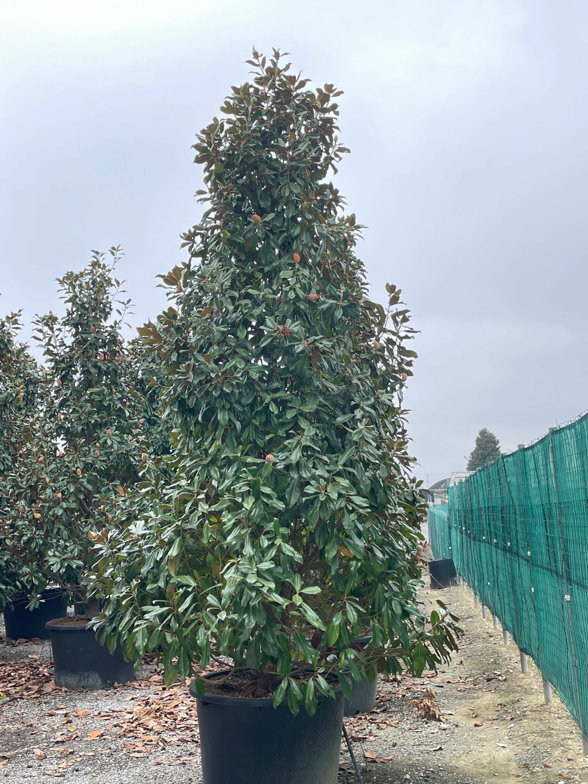 1666173828 scaled c0ac0932