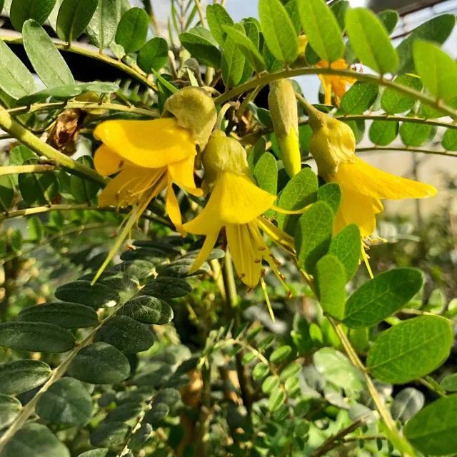 Sophora microphylla Sun King copyright 782111 5 c0ff27e6