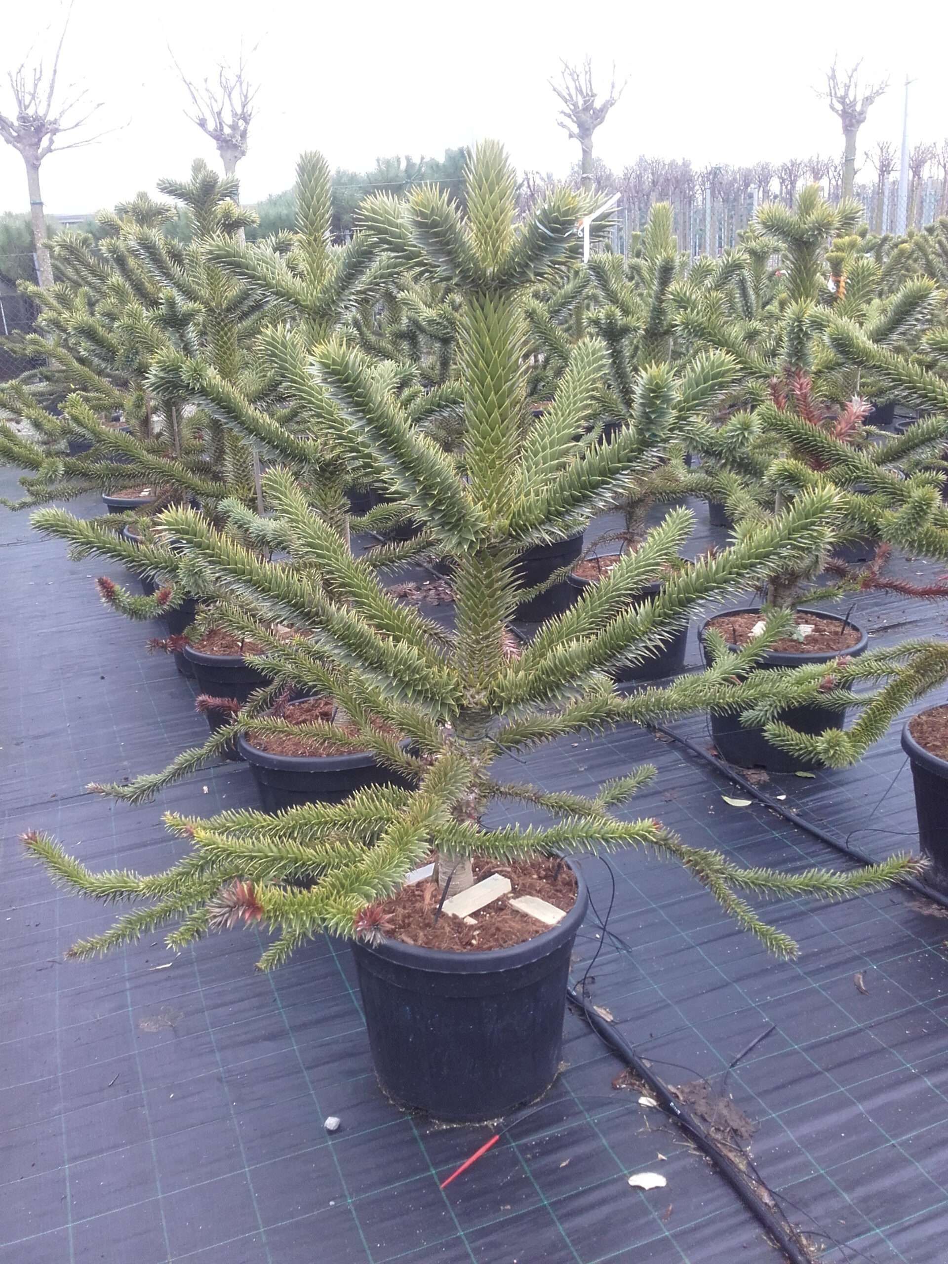 1610979681 120 130 1 scaled c1bfcdce