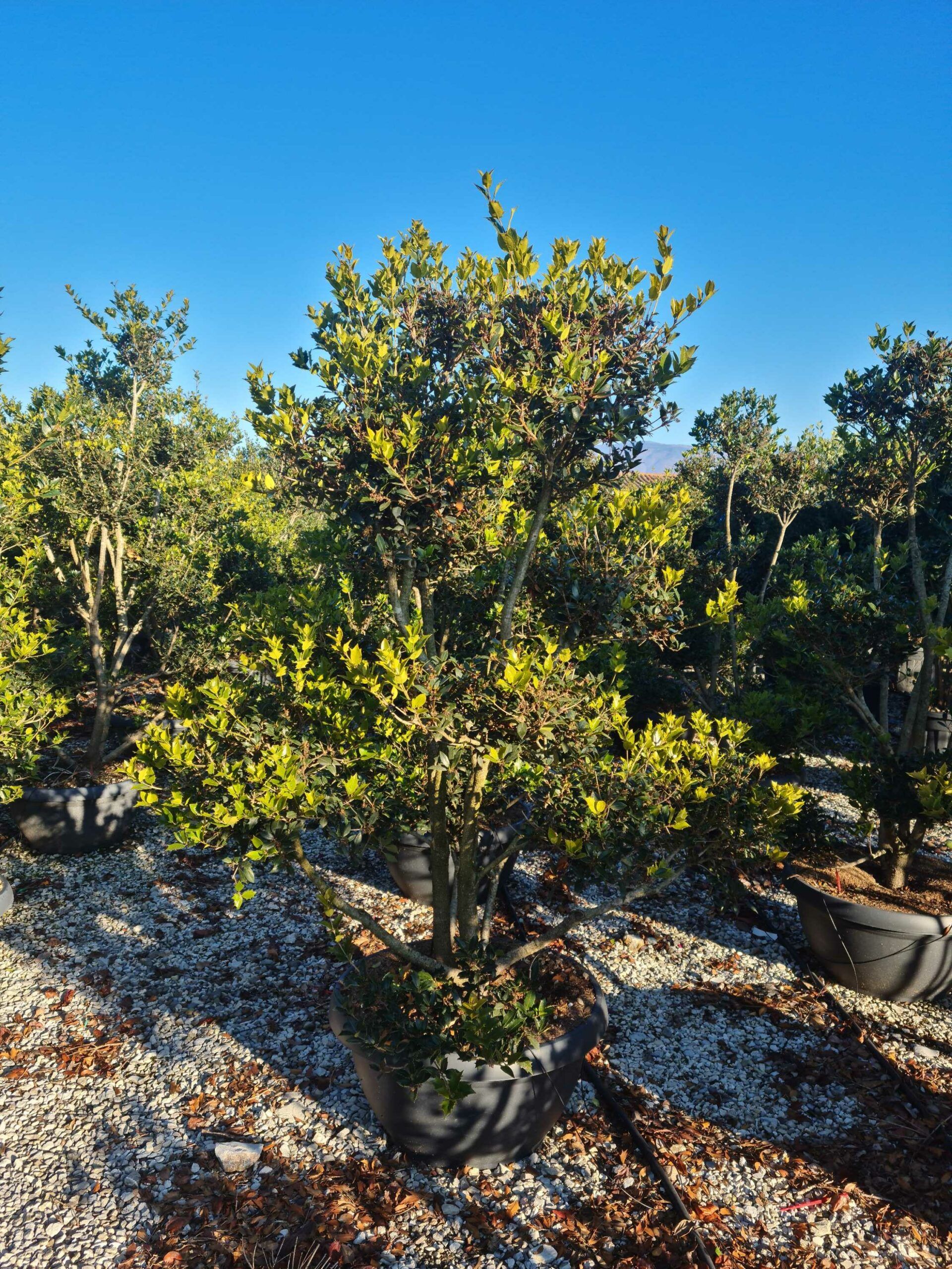 1639816976 scaled c1fe8a07