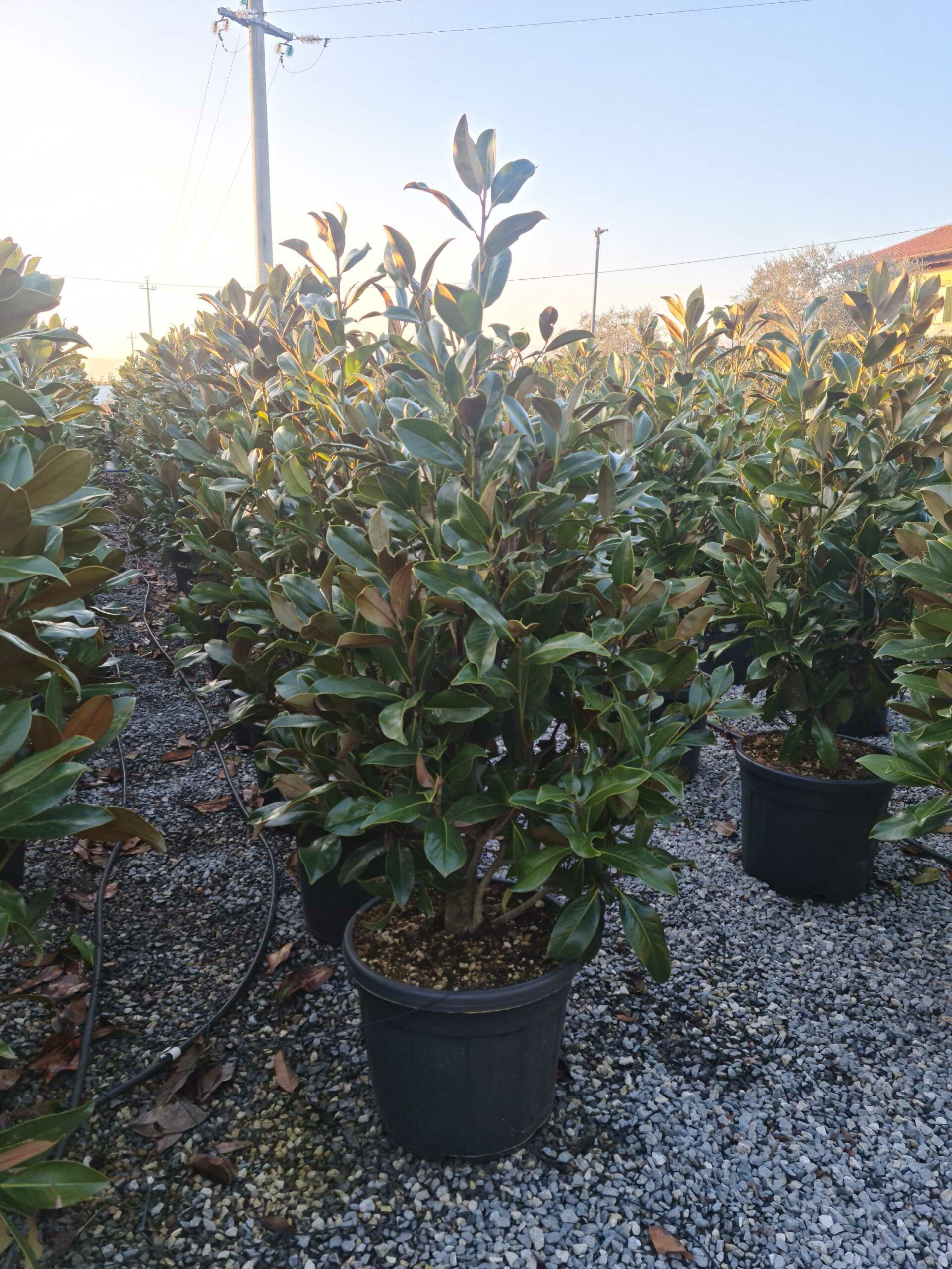 1642779341 scaled c1357687