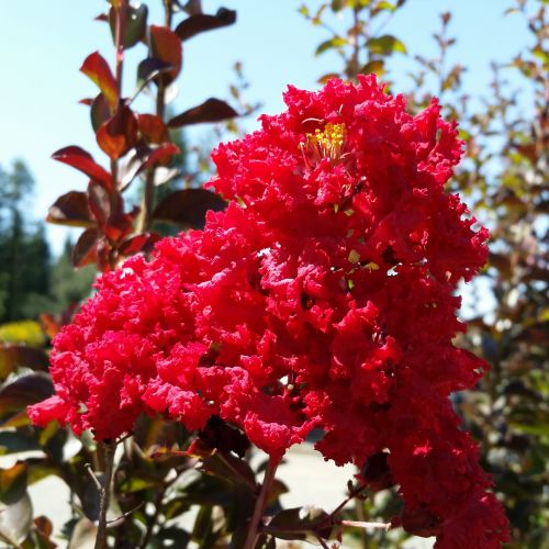 LAGERSTROEMIA indica 'Red Rocket'