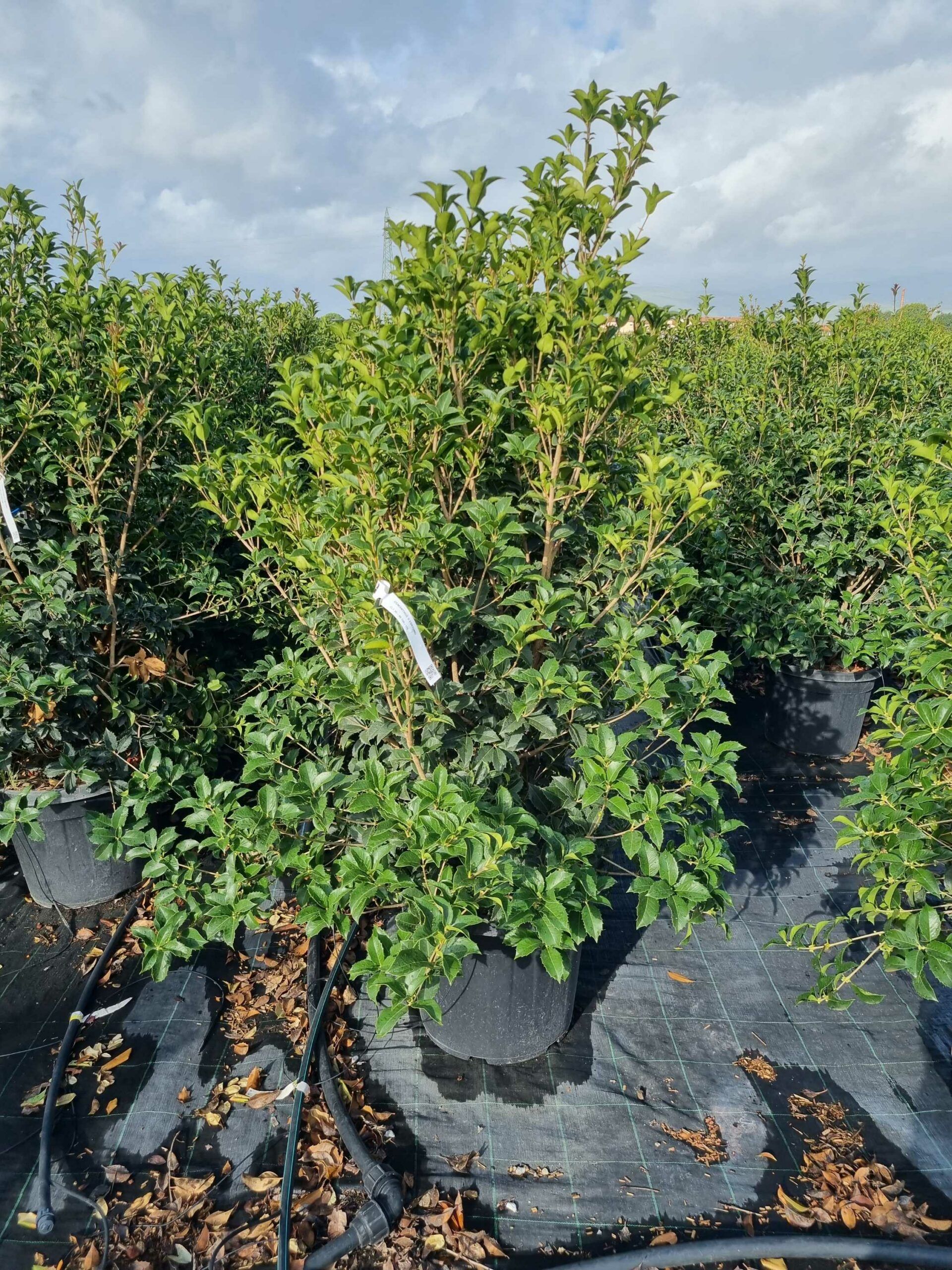 1664436934 scaled c1909e09