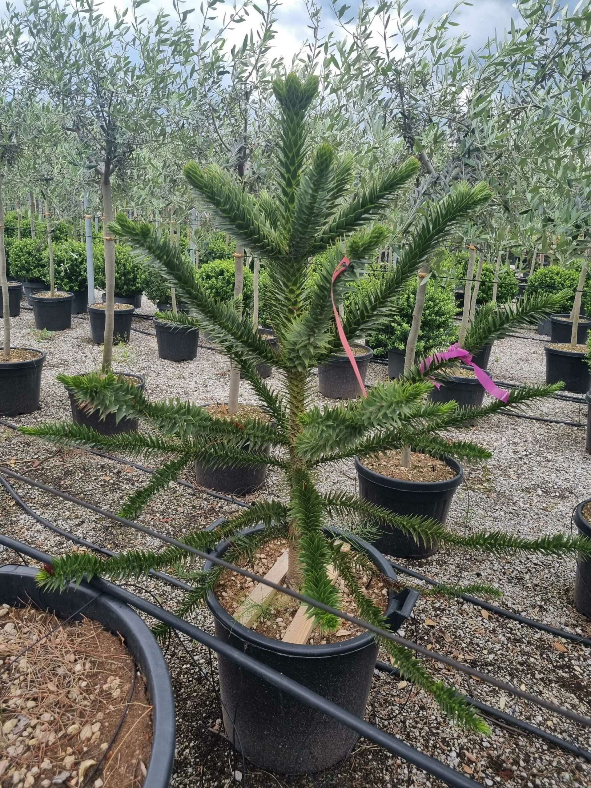 1686149770 scaled c1d61c7b