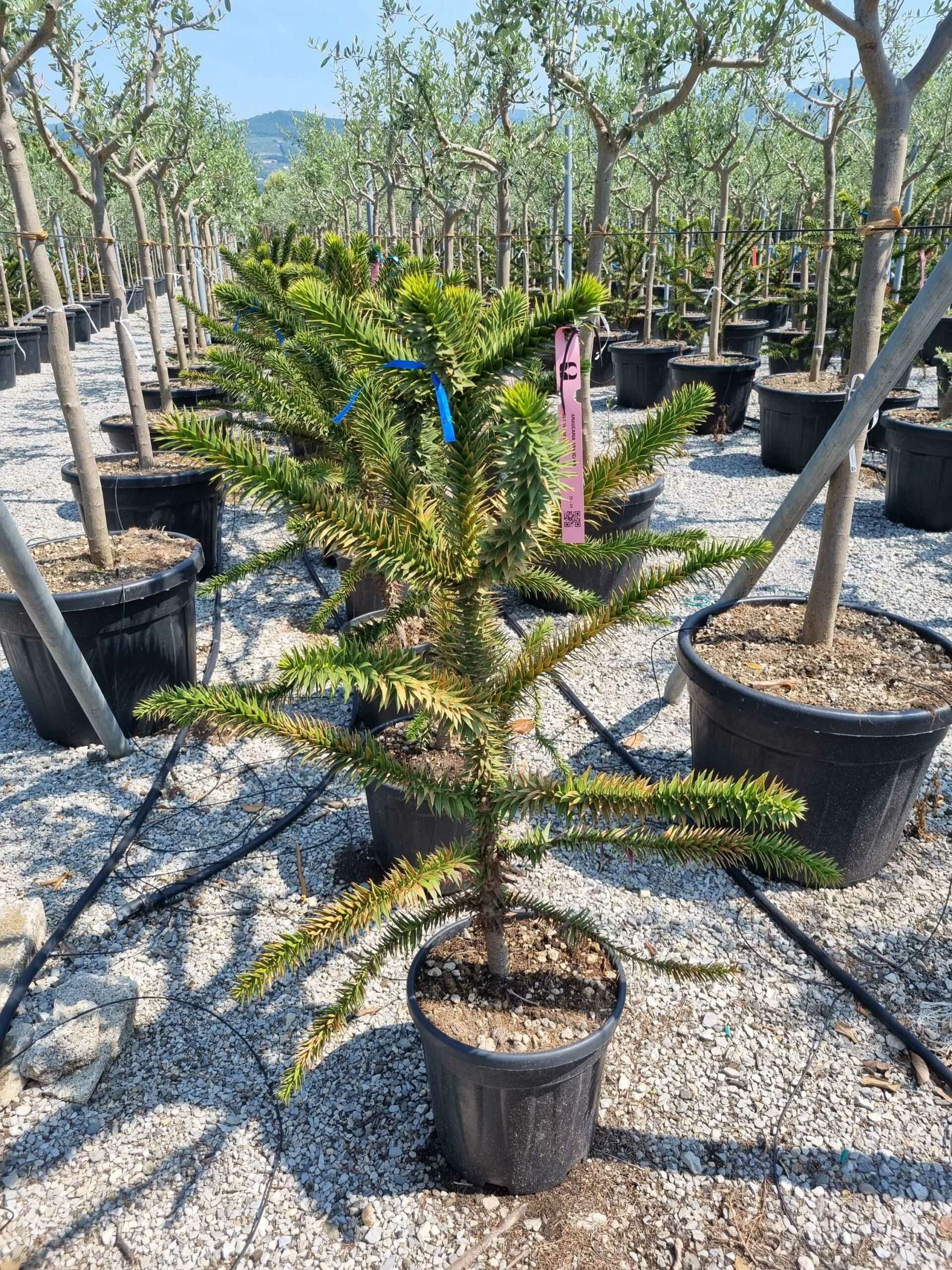 1687856183 scaled c11b89bd