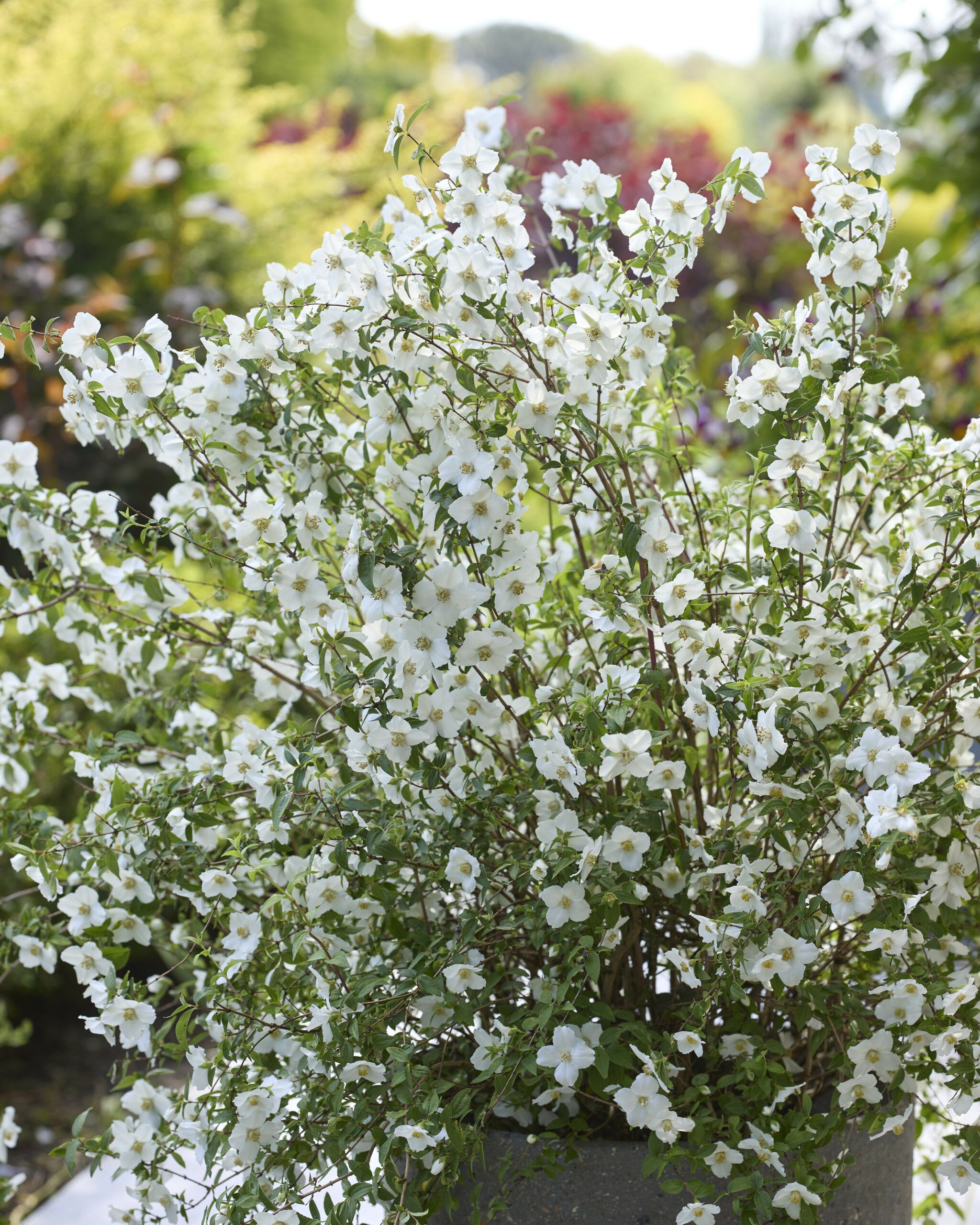 Philadelphus Petite Perfume White 13 scaled c13c7eb0