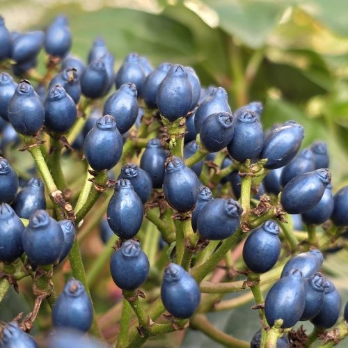 VIBURNUM tinus 'Rock'n Rolla' ®