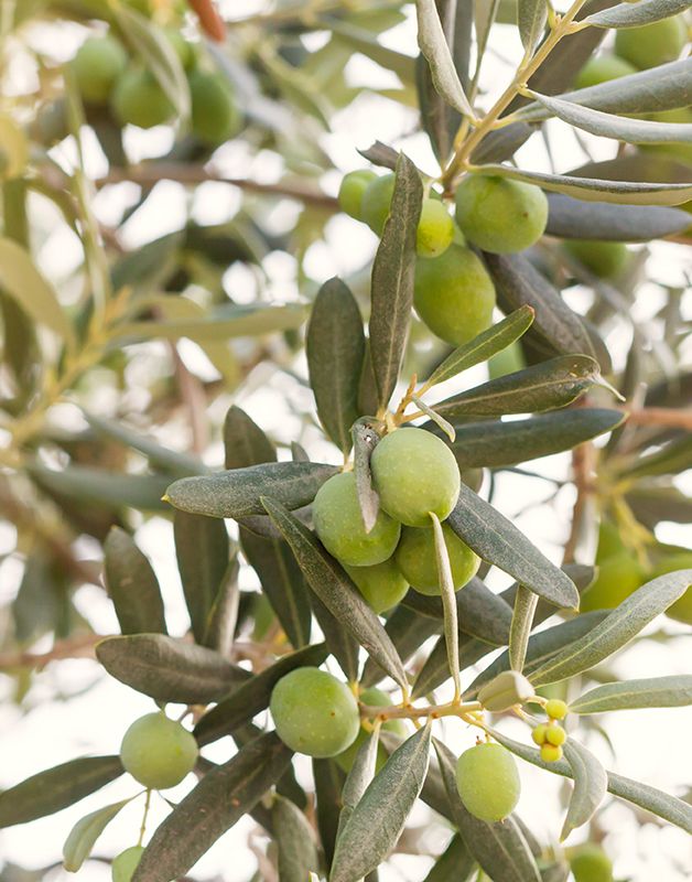 OLEA europaea 'Favolosa'