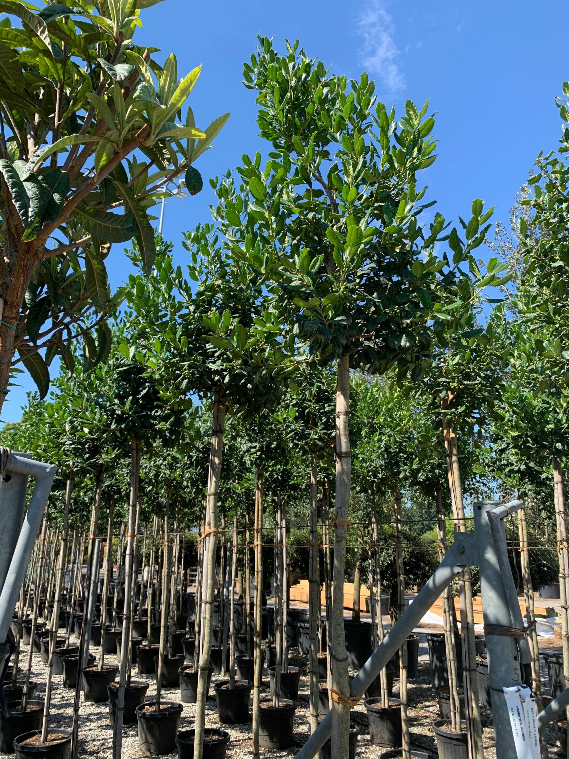 1657527569 scaled c2a4cd22