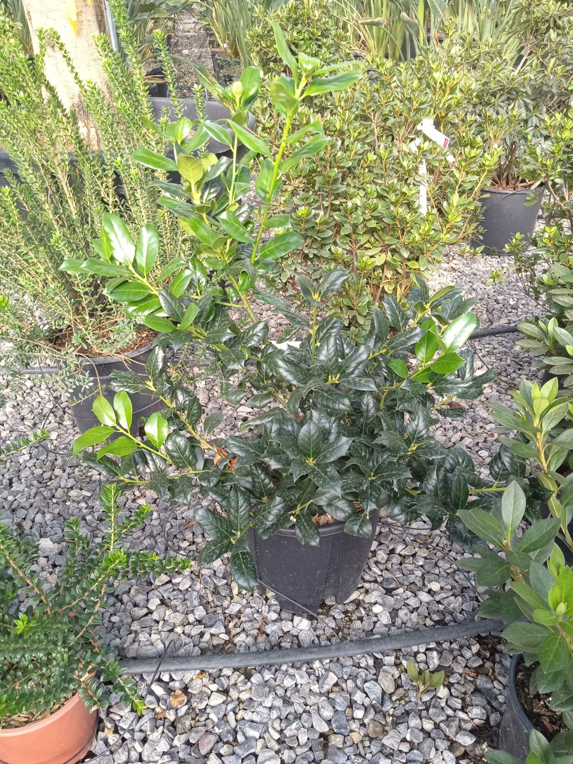 1662449775 scaled c2784c44