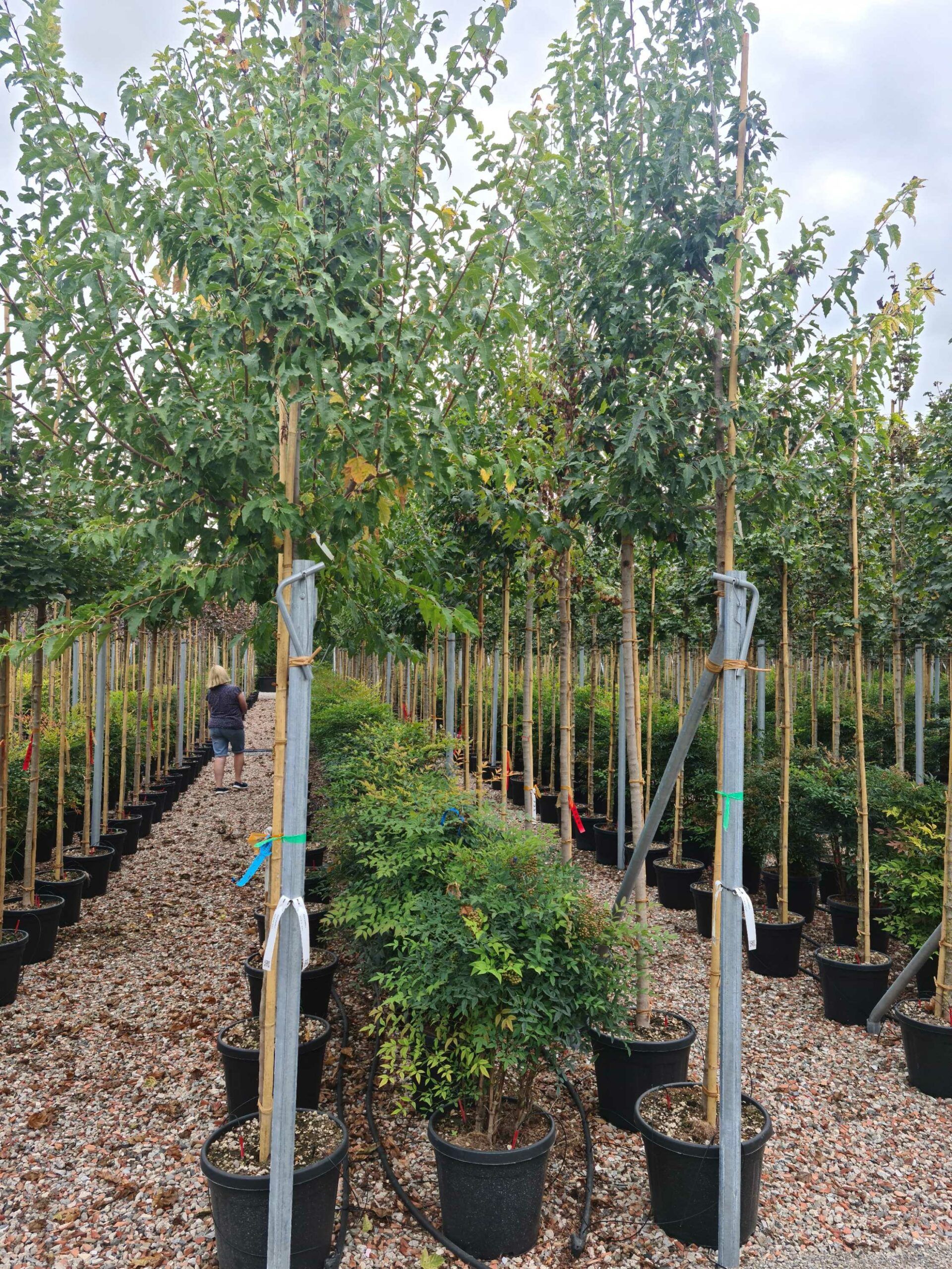 1663145616 scaled c2ddcfc4