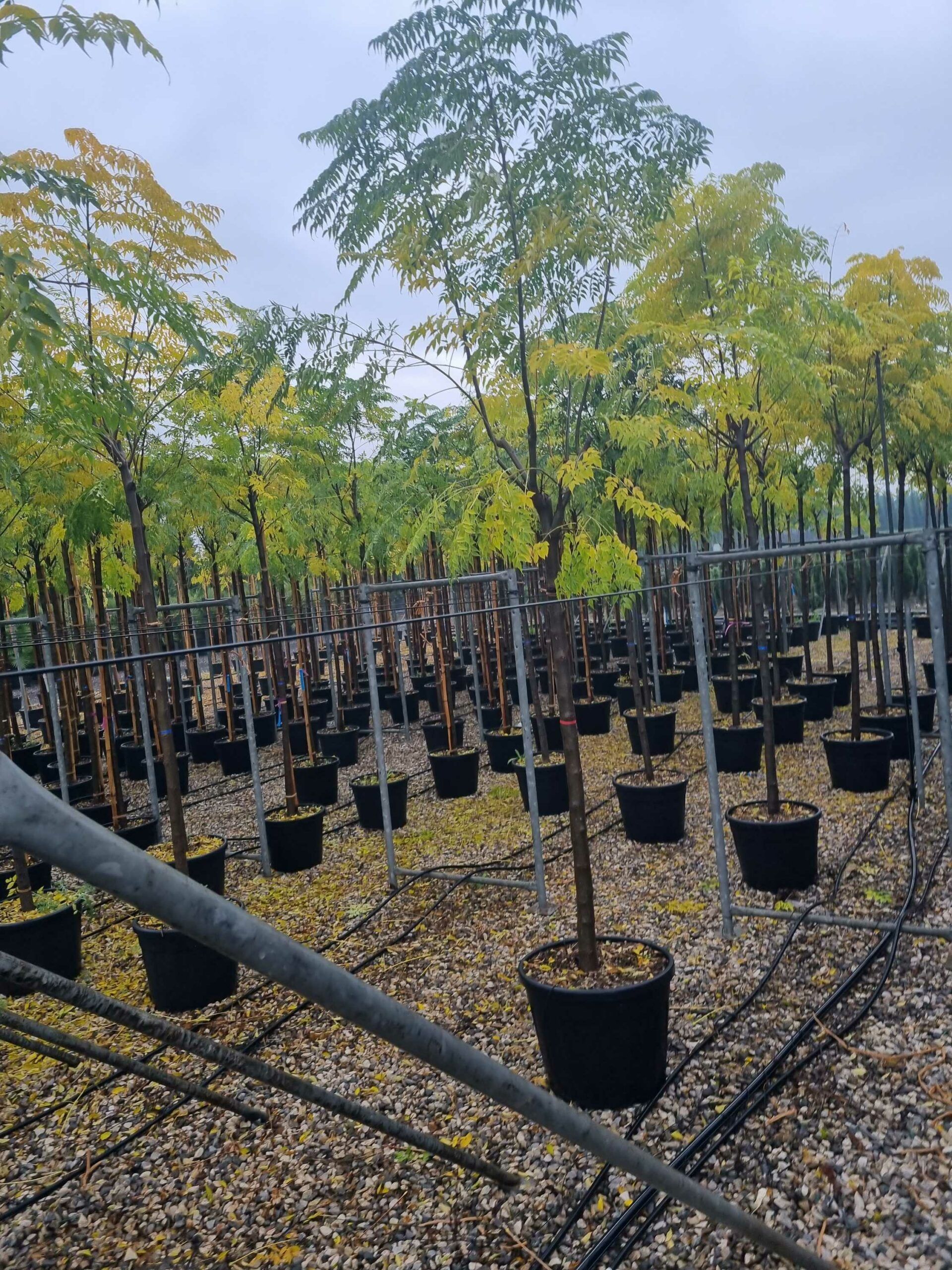 1668588485 scaled c2fdd486