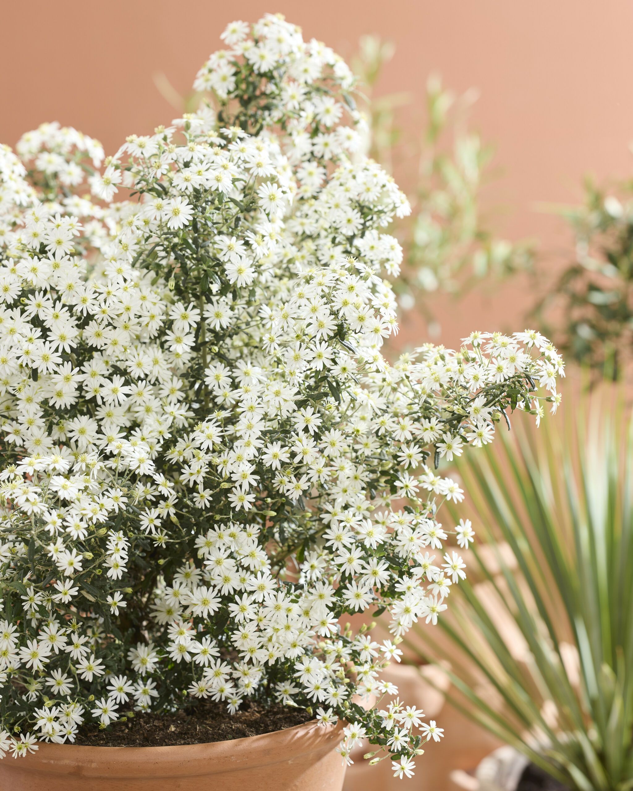 Olearia Spring Bling 39 1 scaled c2f170d6