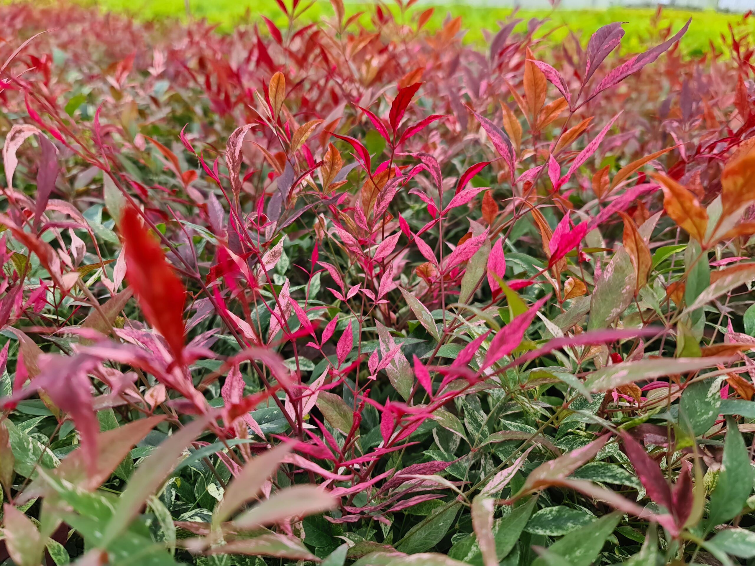 nadreli Nandina Red Light Foliage scaled c2c2f566