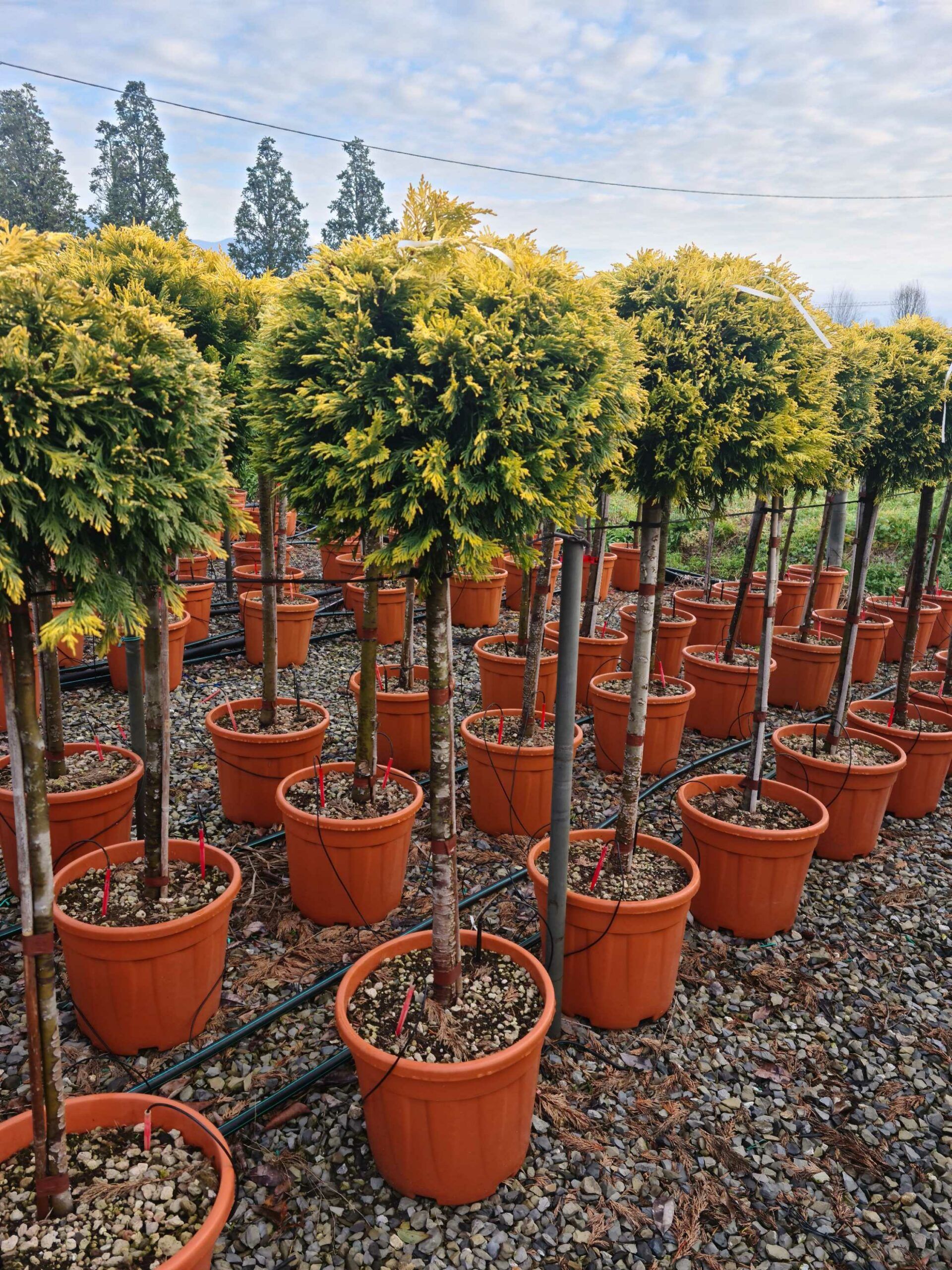 1640162409 scaled c3db2392