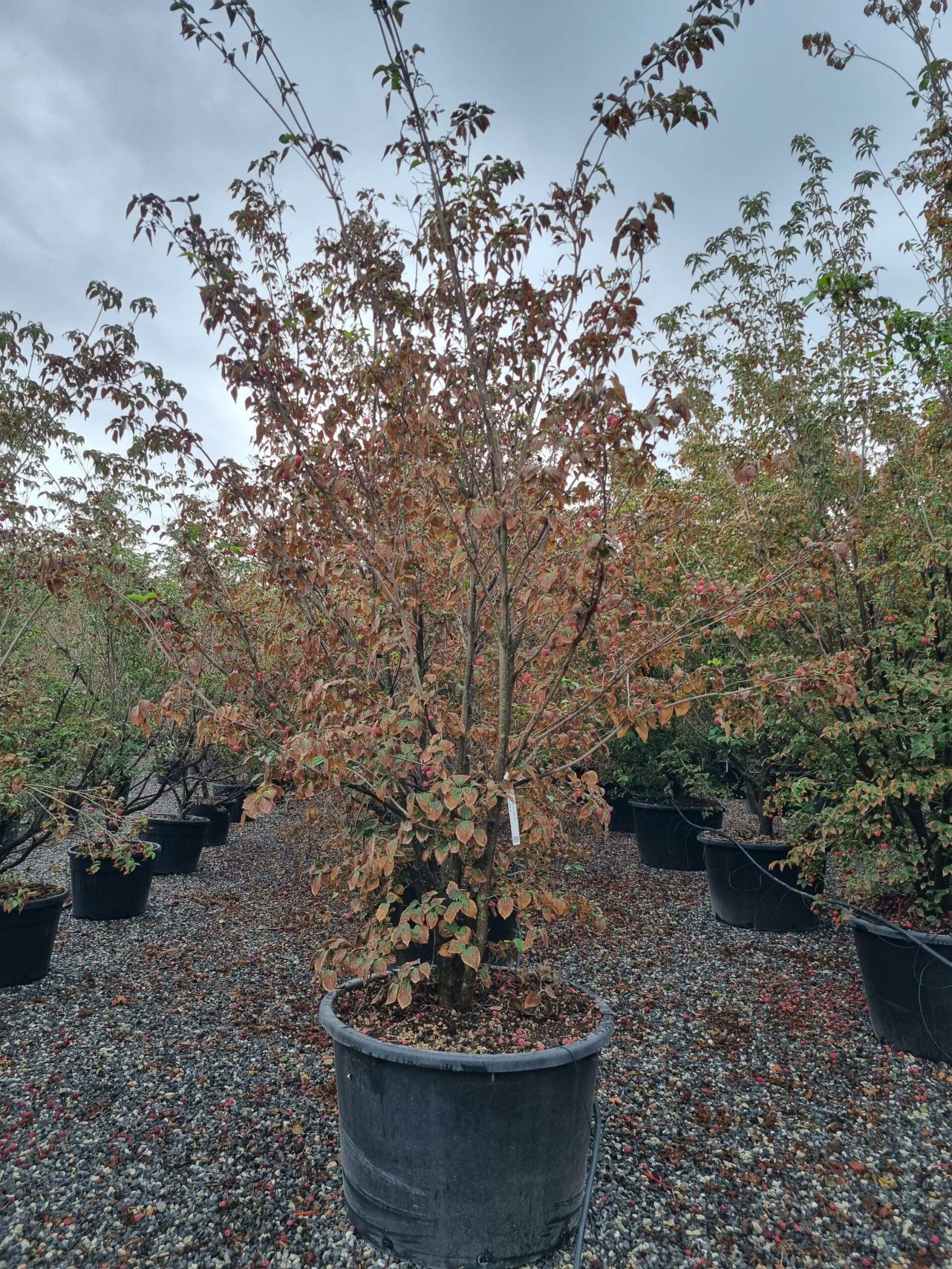 1664528753 scaled c3b830ea