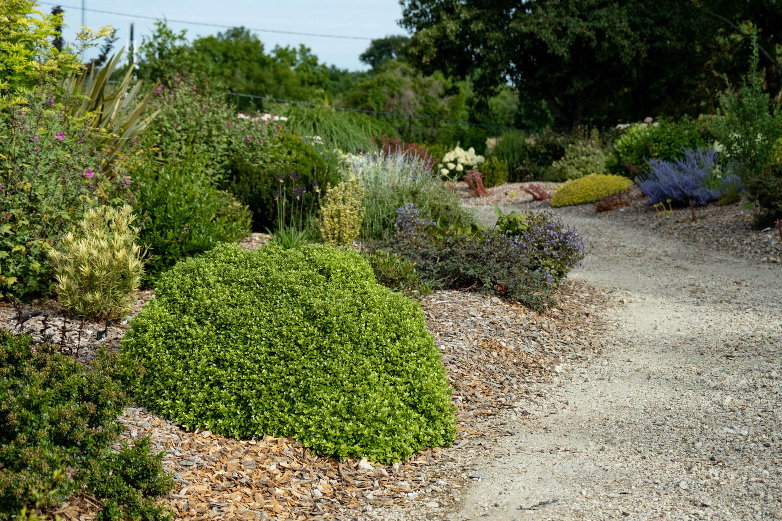 Pittosporum Beach Ball 13 scaled c347e28b