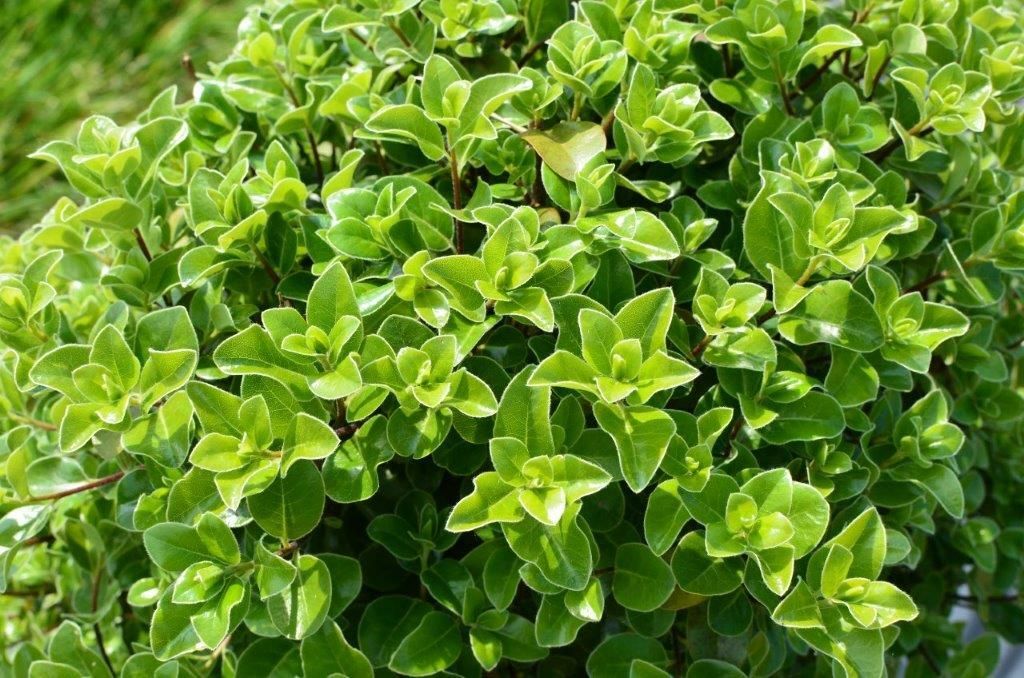 Pittosporum Irish Luck 5 c38b7852
