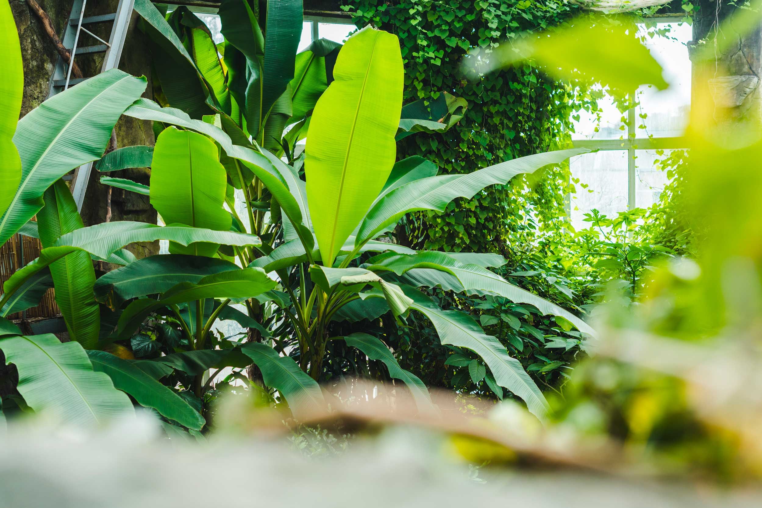 piante per serra bioclimatica
