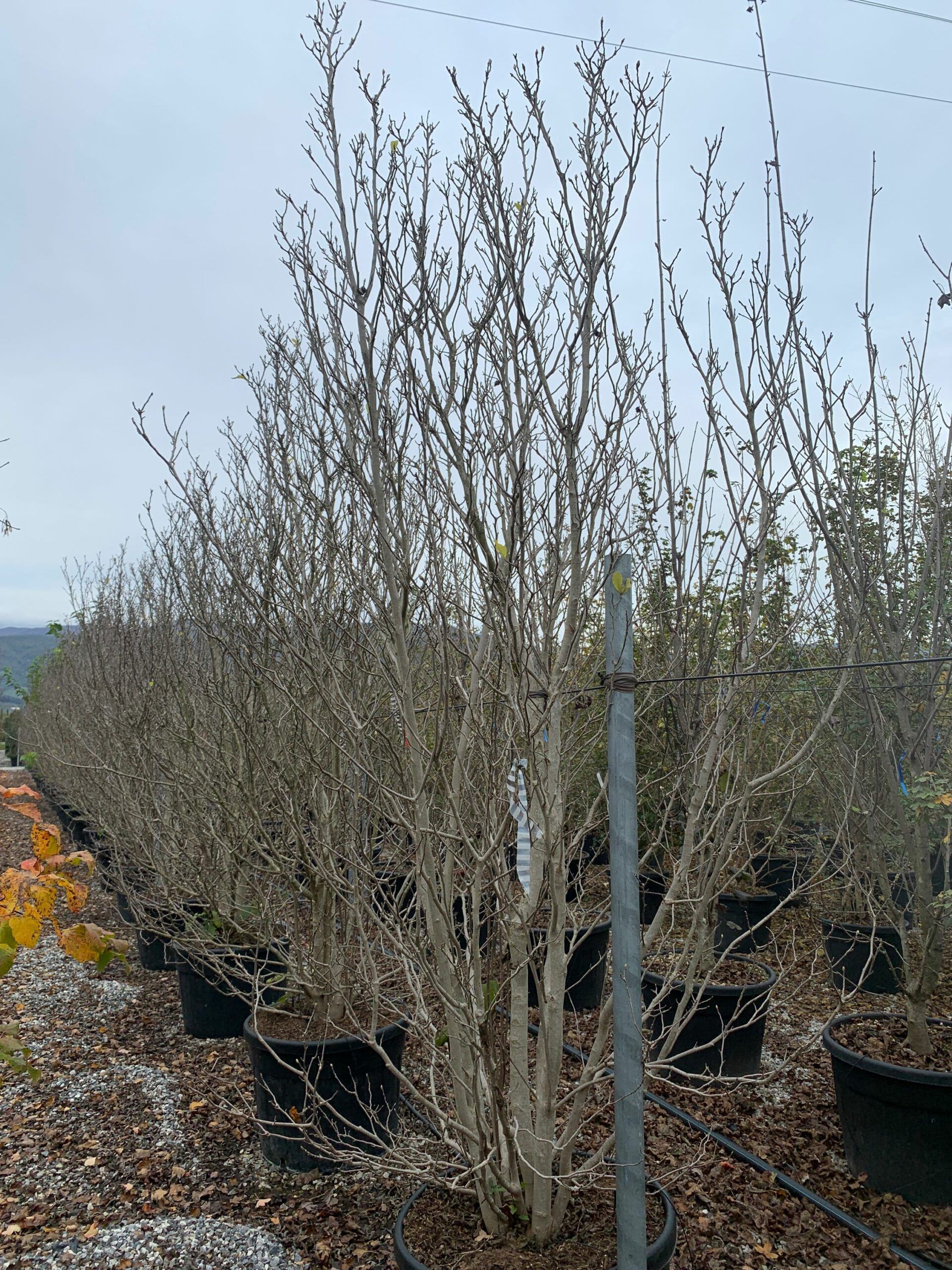 1636123337 scaled c45b676a