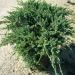 1647108692 Juniperus Blue Carpet Pag.234 c4f3d3e0