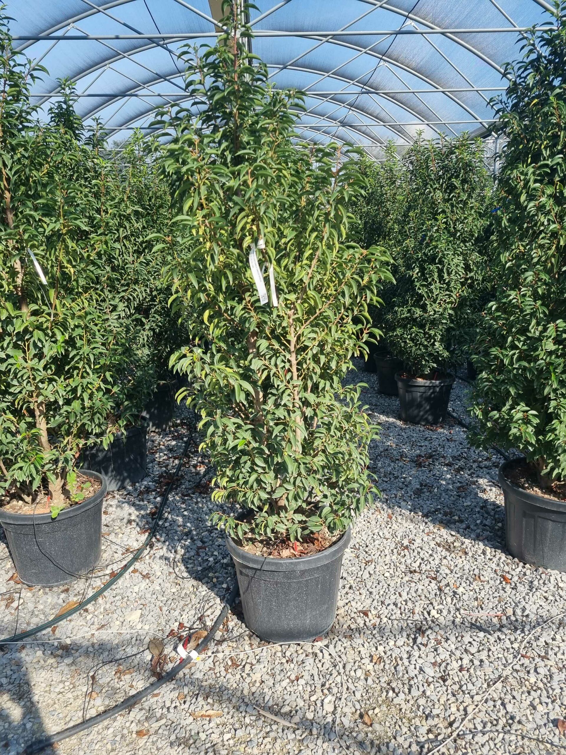 1665739977 scaled c4447745