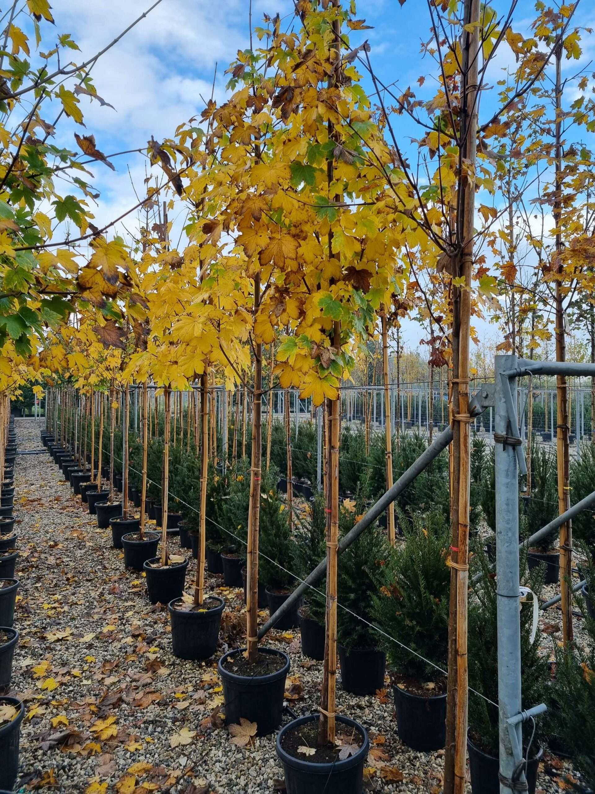 1668690641 scaled c4216ee3