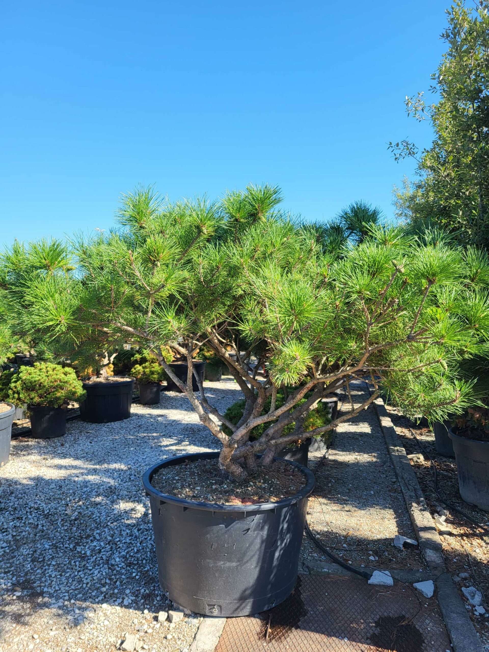 1691652803 scaled c49c301e