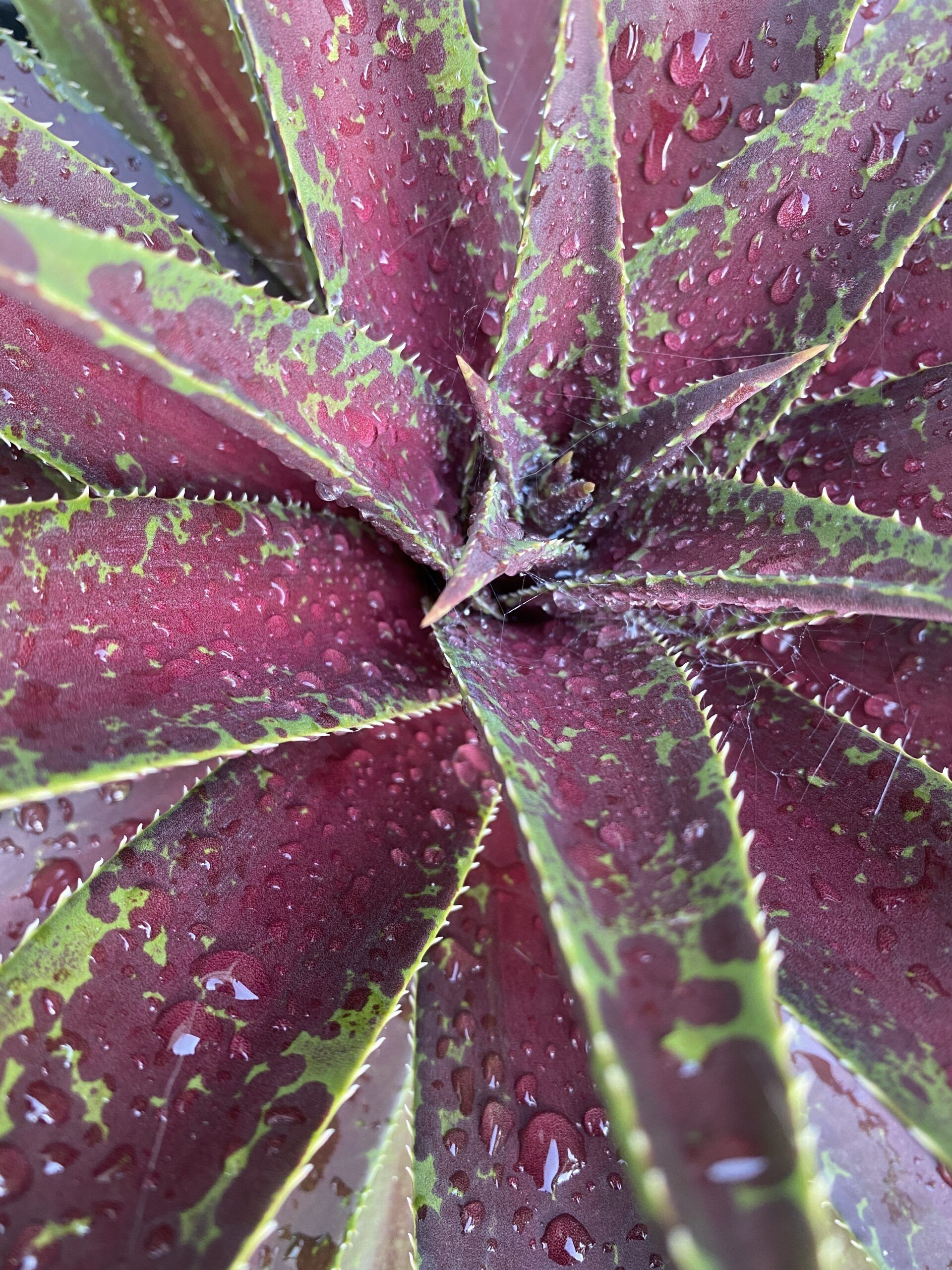 MANGAVE 'Blazing Saddles' ®