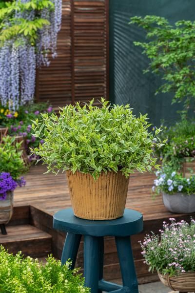 abelia grandiflora muabd pbr jelly beans 511 2 c4cf7ed2