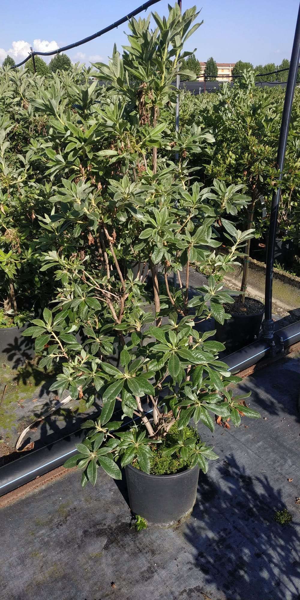 1611301028 azalea mollis c582b333