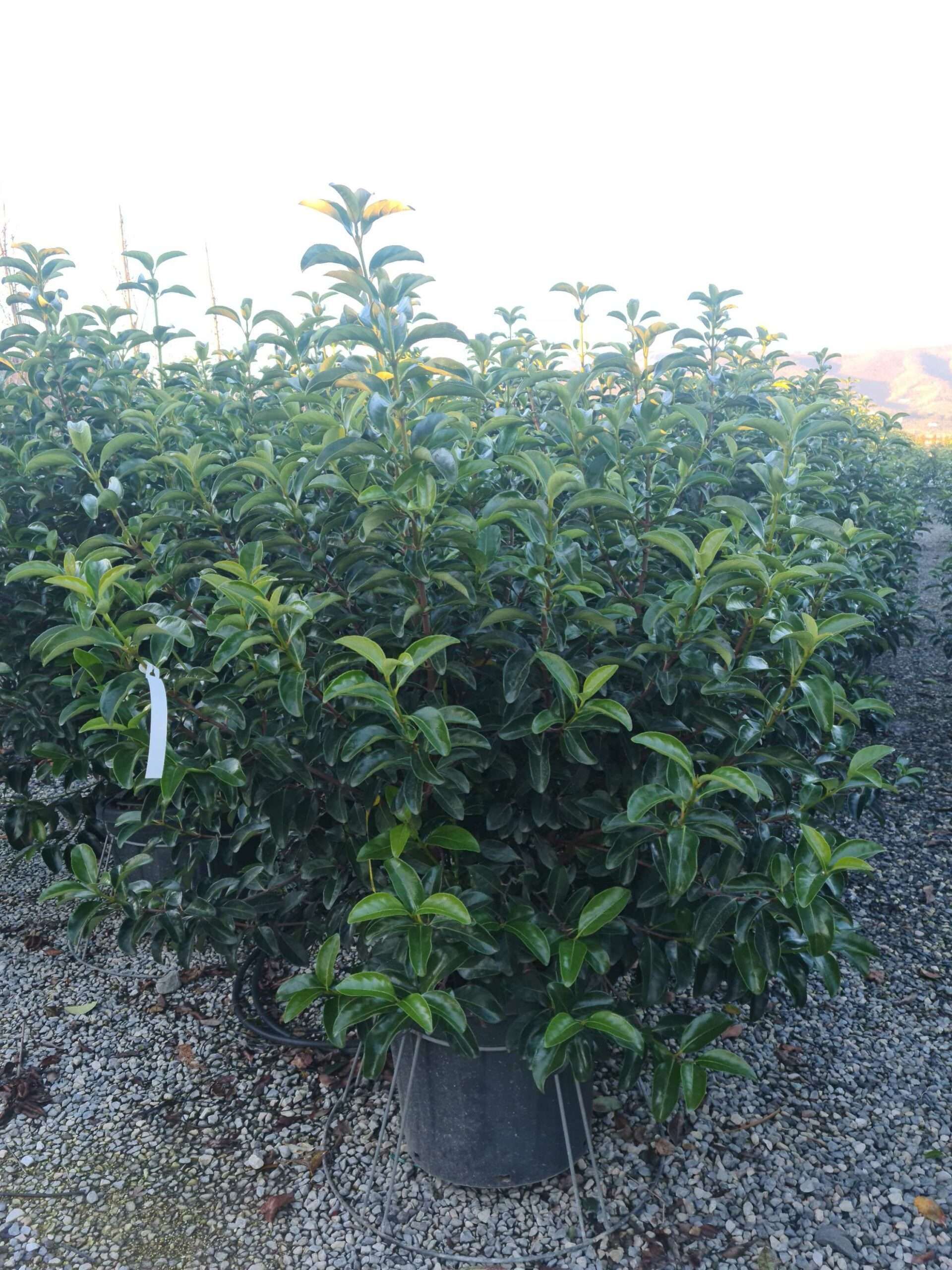 1639667260 scaled c551ad48