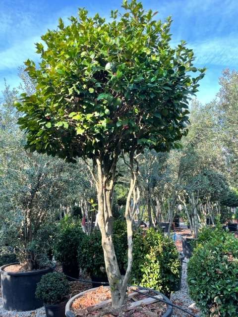 1661591187 CAMELLIA JAPONICA ART33 c50f93eb