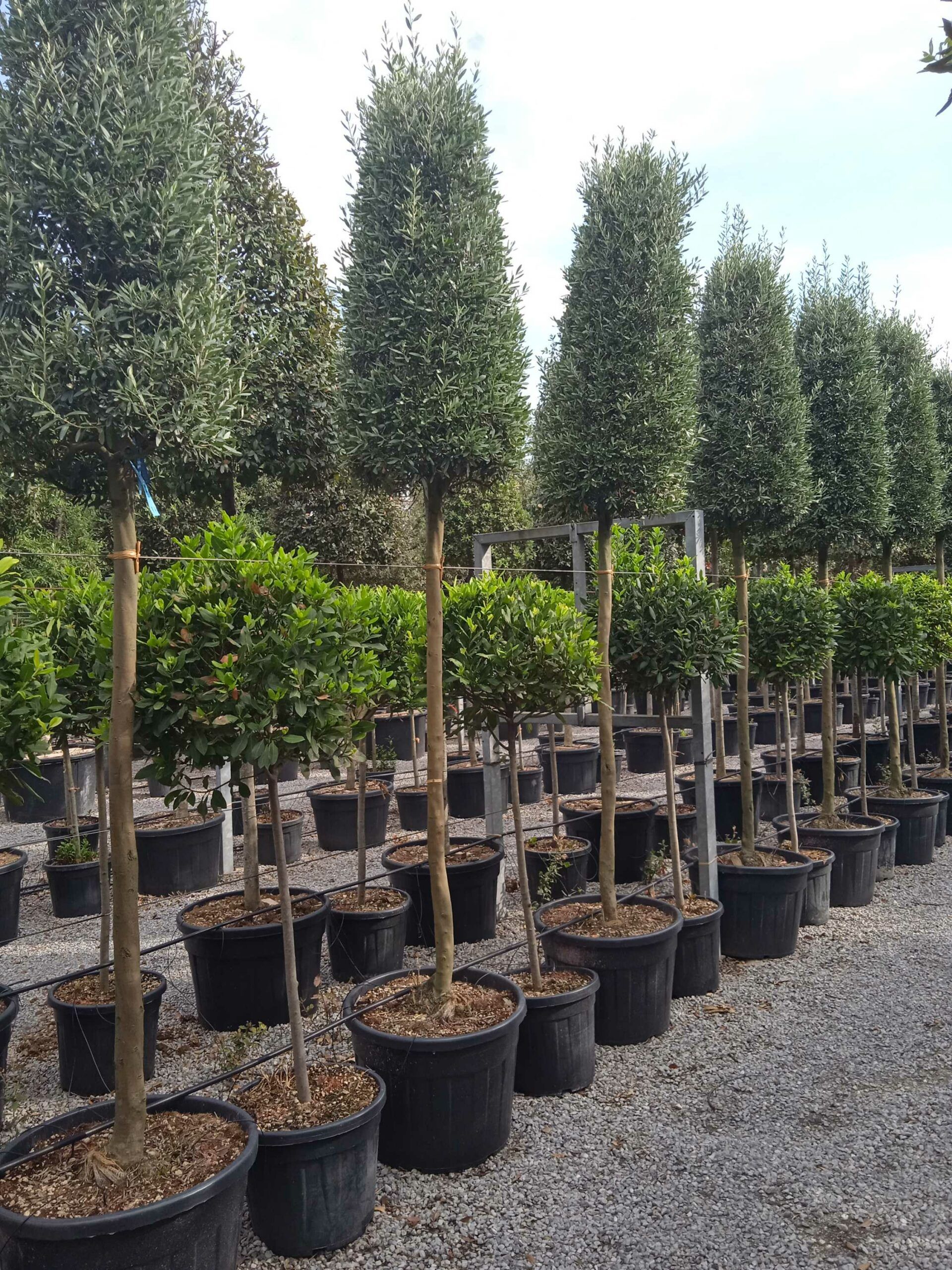 1661870650 scaled c5d94abe