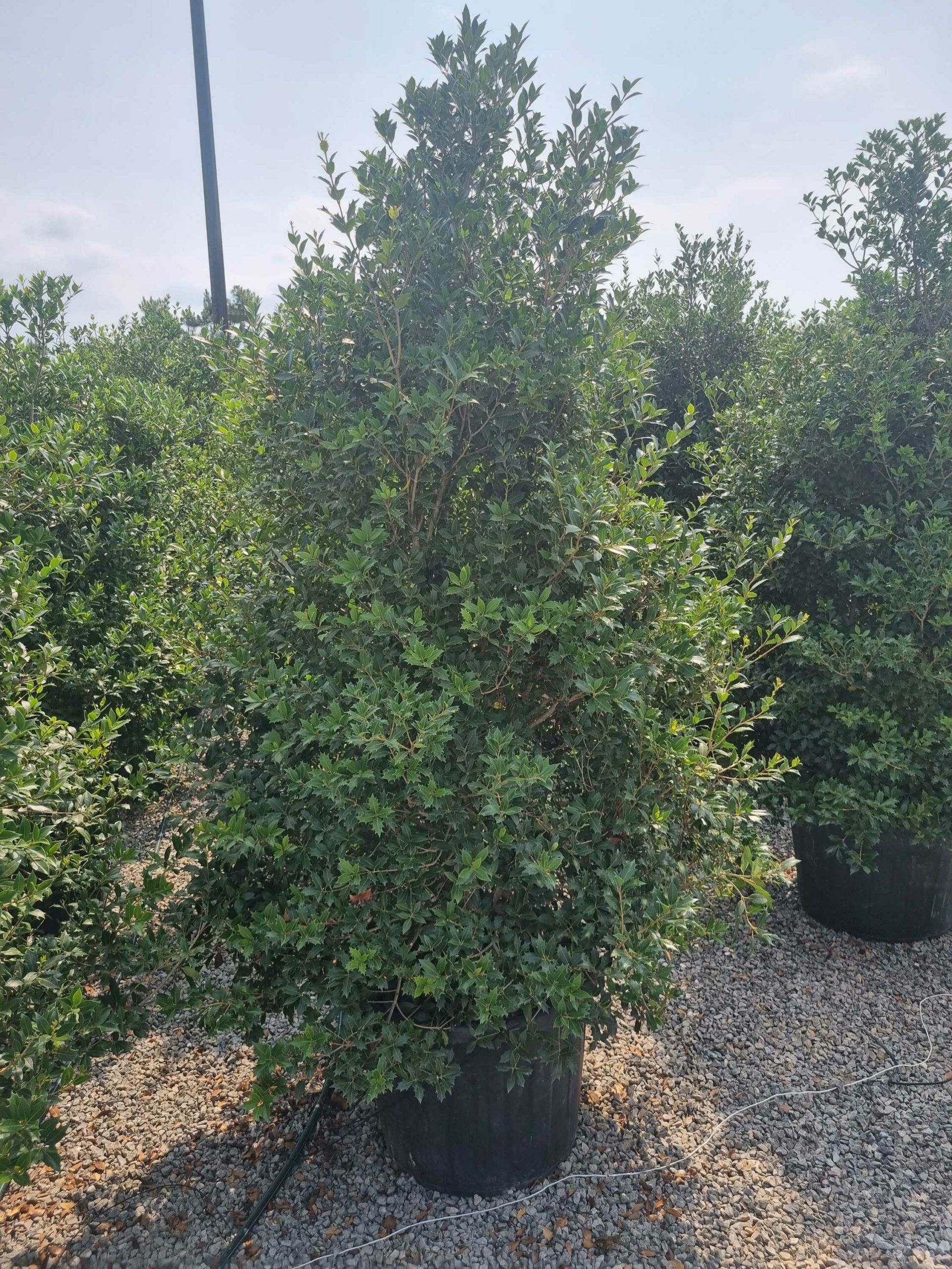 1687943883 scaled c520220d