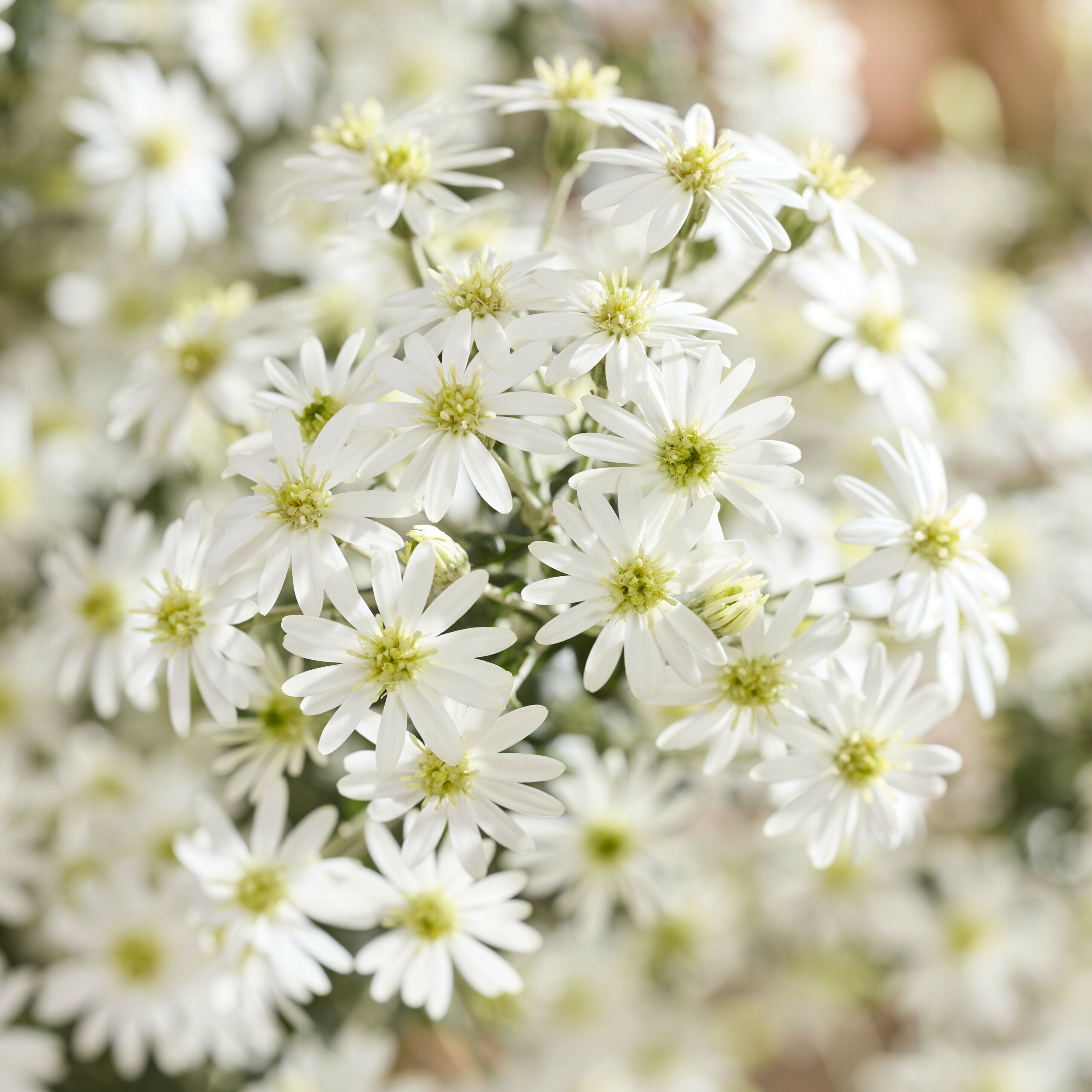 Olearia Spring Bling 26 scaled c5f22782