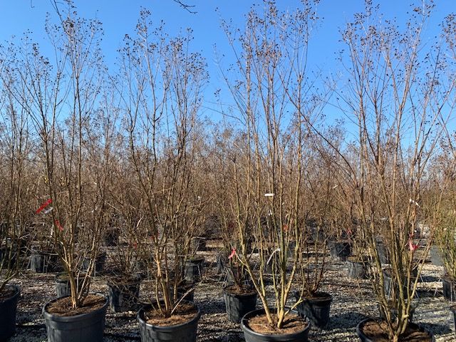 1611671347 Lagerstroemia 250 300 2 c6b9b28b