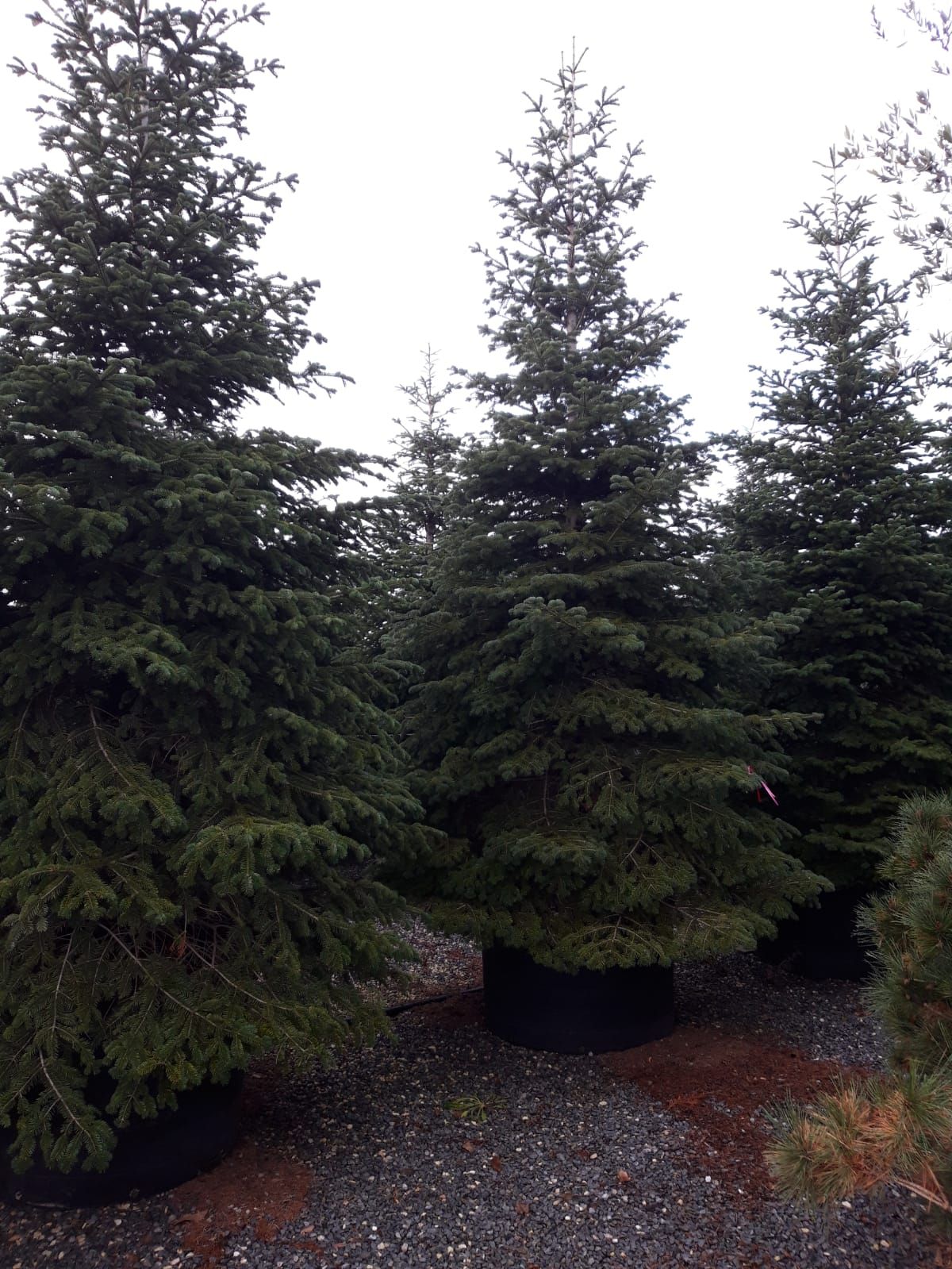 1612435517 abies nord 450 5 c6e459f6