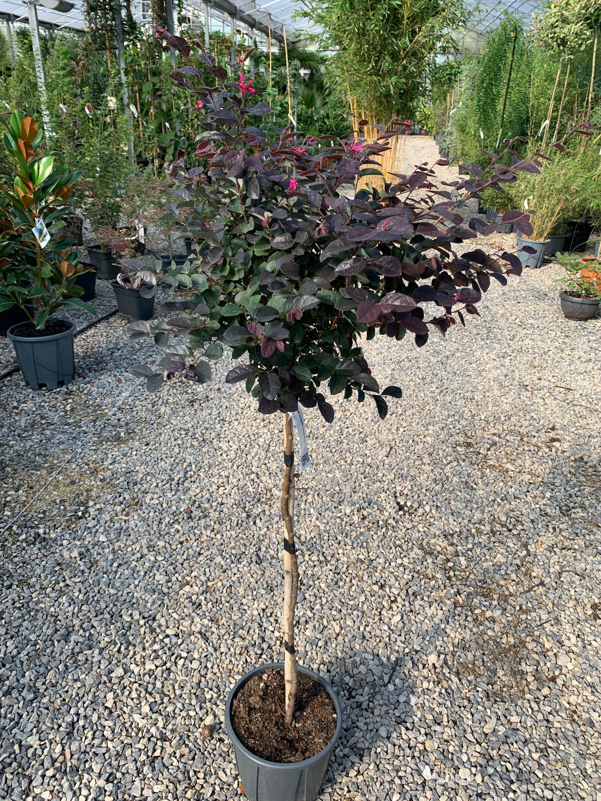 1632835848 scaled c6e4e54c